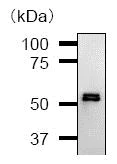 Western blot - Anti-IRF3 antibody [IRF35I218] (AB50772)
