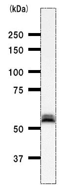 Western blot - Anti-IRF3 antibody [IRF35I218] (AB50772)