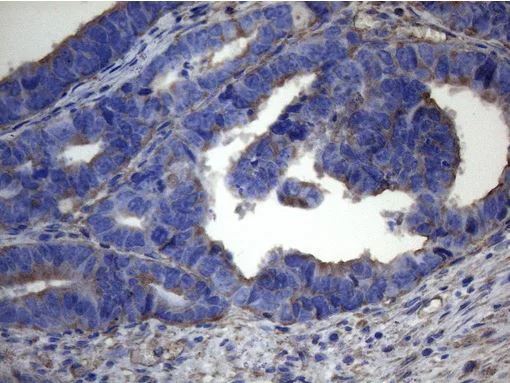 Immunohistochemistry (Formalin/PFA-fixed paraffin-embedded sections) - Anti-IRF3 antibody [OTI4A1] - BSA and Azide free (AB273663)