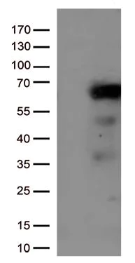 Western blot - Anti-IRF3 antibody [OTI4A1] - BSA and Azide free (AB273663)