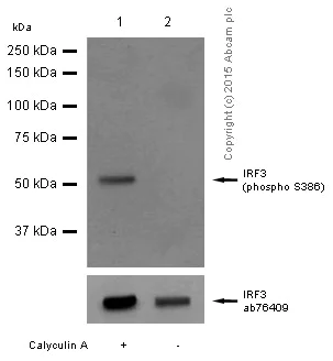Western blot - Anti-IRF3 (phospho S386) antibody [EPR2346] (AB76493)