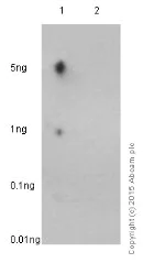 Dot Blot - Anti-IRF3 (phospho S386) antibody [EPR2346] - BSA and Azide free (AB182859)