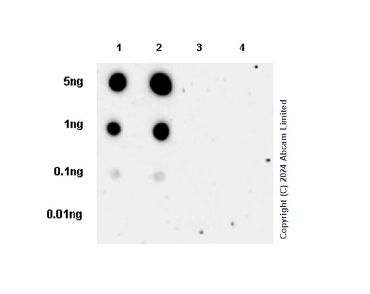 Dot Blot - Anti-IRF3 (phospho S396) antibody [EPR28686-189] - BSA and Azide free (AB320083), expandable thumbnail
