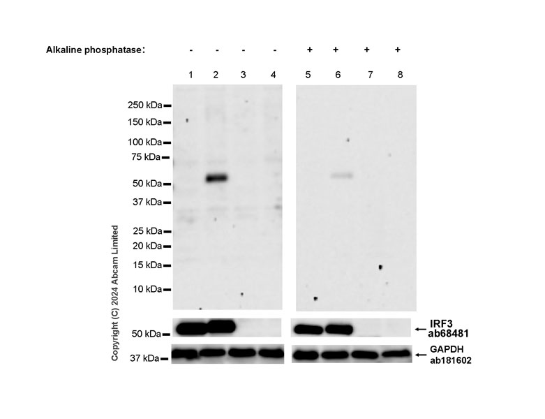 Western blot - Anti-IRF3 (phospho S396) antibody [EPR28686-189] - BSA and Azide free (AB320083), expandable thumbnail
