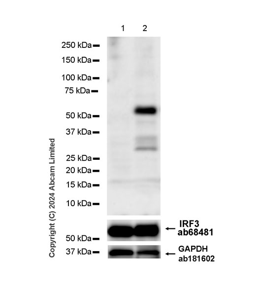 Western blot - Anti-IRF3 (phospho S396) antibody [EPR28686-189] - BSA and Azide free (AB320083), expandable thumbnail
