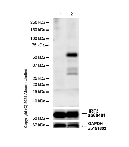 Western blot - Anti-IRF3 (phospho S396) antibody [EPR28686-189] - BSA and Azide free (AB320083)