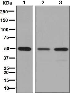 Western blot - Anti-IRF4 antibody [EP5699] (AB133590)