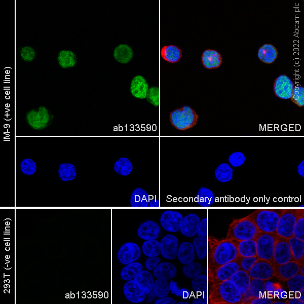Immunocytochemistry/ Immunofluorescence - Anti-IRF4 antibody [EP5699] - BSA and Azide free (AB240071), expandable thumbnail