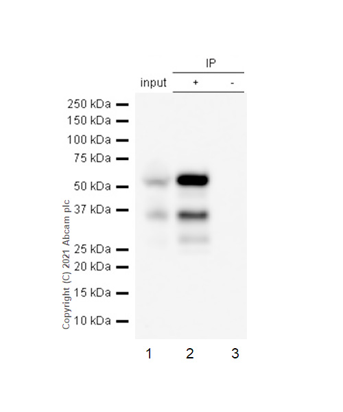 Immunoprecipitation - Anti-IRF4 antibody [EP5699] - BSA and Azide free (AB240071), expandable thumbnail