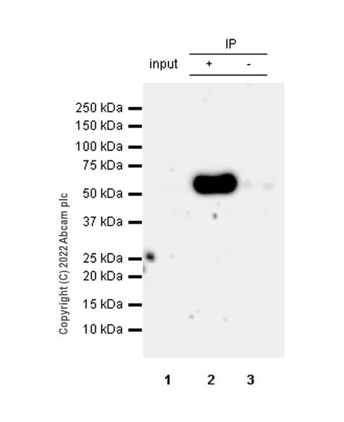 Immunoprecipitation - Anti-IRF4 antibody [EPR26379-107] (AB300459), expandable thumbnail