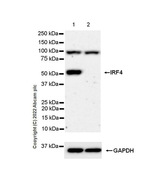 Western blot - Anti-IRF4 antibody [EPR26379-107] (AB300459), expandable thumbnail