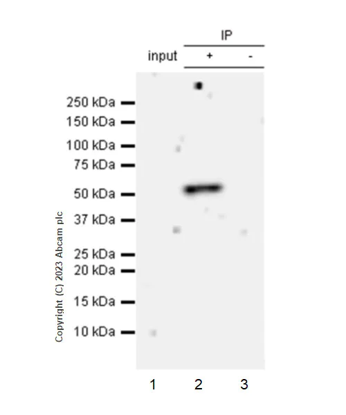 Immunoprecipitation - Anti-IRF4 antibody [EPR28687-87] - BSA and Azide free (AB315395)