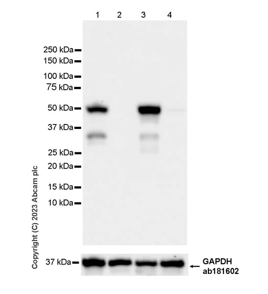 Western blot - Anti-IRF4 antibody [EPR28687-87] - BSA and Azide free (AB315395)