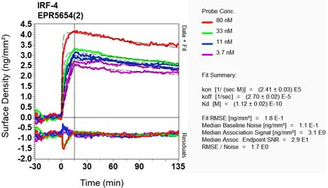 OI-RD Scanning - Anti-IRF4 antibody [EPR5654(2)] - BSA and Azide free (AB248453)