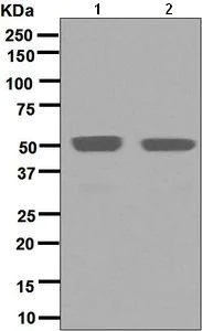 Western blot - Anti-IRF4 antibody [EPR5654(2)] - BSA and Azide free (AB248453)