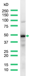 Western blot - Anti-IRF4 antibody [SP114] - C-terminal (AB227646)