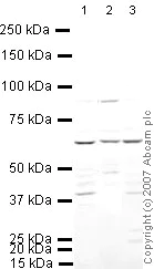 Western blot - Anti-IRF5 antibody (AB21689)