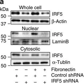 Western blot - Anti-IRF5 antibody (AB21689)
