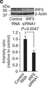 Western blot - Anti-IRF5 antibody (AB21689)