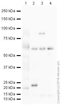 Western blot - Anti-IRF5 antibody (AB21689)