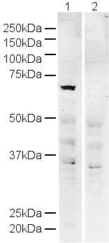 Western blot - Anti-IRF5 antibody (AB21689)
