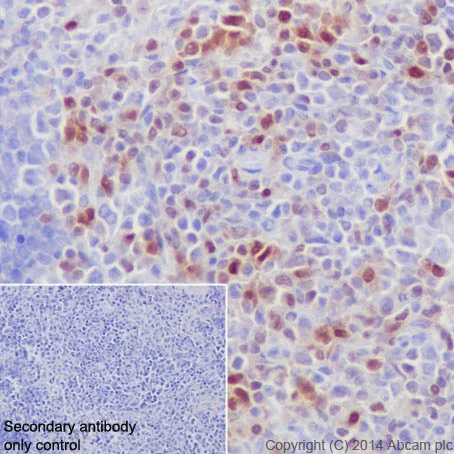 Immunohistochemistry (Formalin/PFA-fixed paraffin-embedded sections) - Anti-IRF5 antibody [EPR17067] (AB181553)