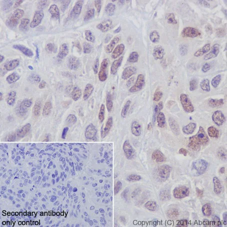 Immunohistochemistry (Formalin/PFA-fixed paraffin-embedded sections) - Anti-IRF5 antibody [EPR17067] (AB181553)
