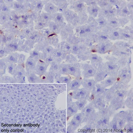 Immunohistochemistry (Formalin/PFA-fixed paraffin-embedded sections) - Anti-IRF5 antibody [EPR17067] (AB181553)