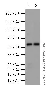 Western blot - Anti-IRF5 antibody [EPR17067] (AB181553)