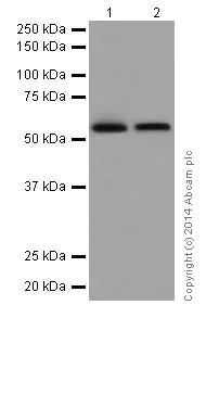 Western blot - Anti-IRF5 antibody [EPR17067] (AB181553)