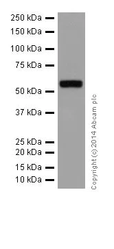 Western blot - Anti-IRF5 antibody [EPR17067] (AB181553)
