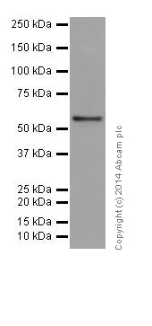 Western blot - Anti-IRF5 antibody [EPR17067] (AB181553)