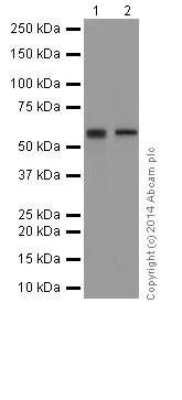 Western blot - Anti-IRF5 antibody [EPR17067] (AB181553)