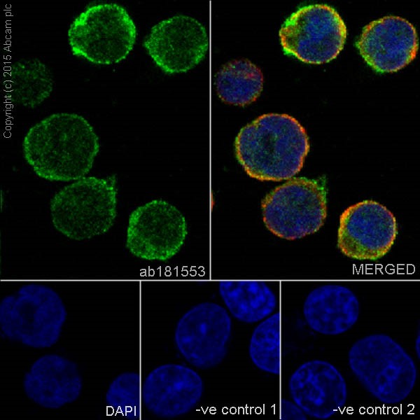 Immunocytochemistry/ Immunofluorescence - Anti-IRF5 antibody [EPR17067] - BSA and Azide free (AB231163)