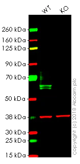 Western blot - Anti-IRF5 antibody [EPR17067] - BSA and Azide free (AB231163)
