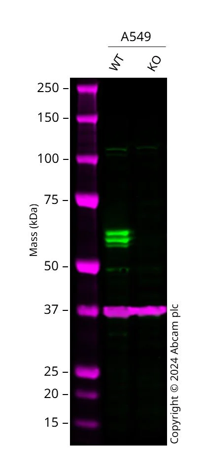 Western blot - Anti-IRF5 antibody [EPR17067] - BSA and Azide free (AB231163)
