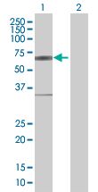 Western blot - IRF5 overexpression 293T lysate (whole cell) (AB94265)