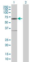Western blot - IRF5 overexpression 293T lysate (whole cell) (AB94265)