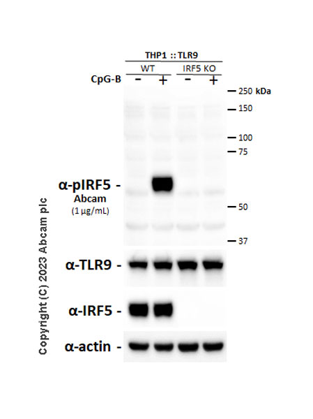 Western blot - Anti-IRF5 (phospho S446) antibody [EPR26132-254] (AB309088), expandable thumbnail