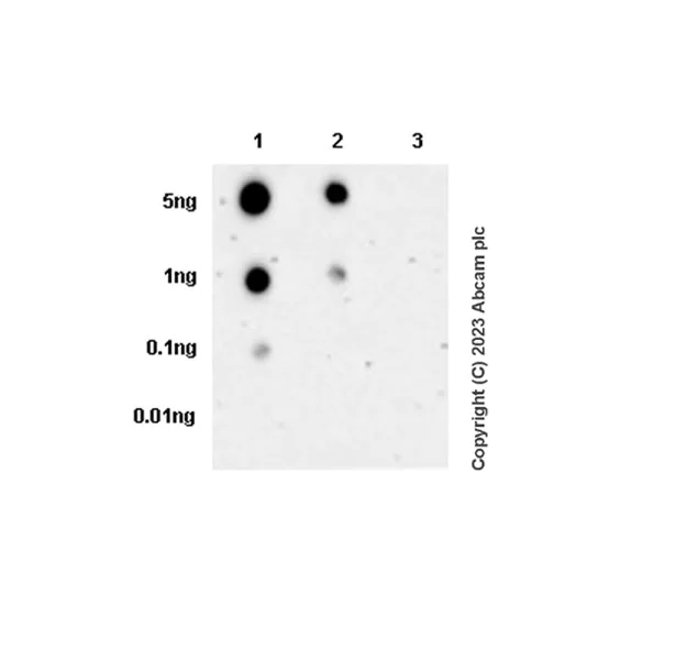 Dot Blot - Anti-IRF5 (phospho S446) antibody [EPR26132-254] - BSA and Azide free (AB309089)