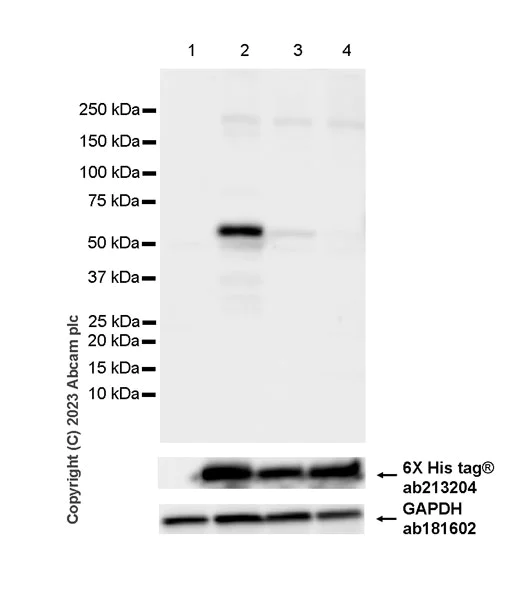 Western blot - Anti-IRF5 (phospho S446) antibody [EPR26132-254] - BSA and Azide free (AB309089)