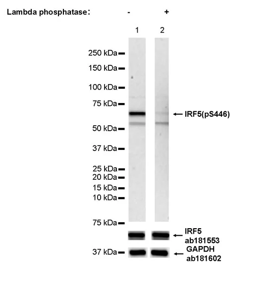Western blot - Anti-IRF5 (phospho S446) antibody [EPR26132-254] - BSA and Azide free (AB309089)