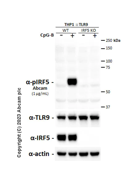 Western blot - Anti-IRF5 (phospho S446) antibody [EPR26132-254] - BSA and Azide free (AB309089)