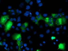 Immunocytochemistry/ Immunofluorescence - Anti-IRF6 antibody [OTI2A12] (AB123880)