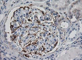 Immunohistochemistry (Formalin/PFA-fixed paraffin-embedded sections) - Anti-IRF6 antibody [OTI2A12] (AB123880)