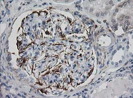 Immunohistochemistry (Formalin/PFA-fixed paraffin-embedded sections) - Anti-IRF6 antibody [OTI2A12] (AB123880)