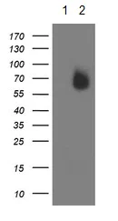 Western blot - Anti-IRF6 antibody [OTI2A12] (AB123880)