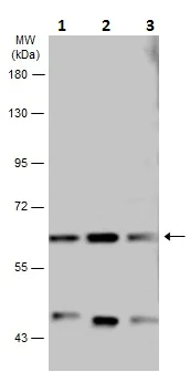 Western blot - Anti-IRF7 antibody (AB226836)