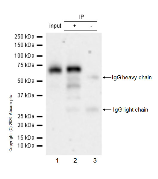 Immunoprecipitation - Anti-IRF7 antibody [EPR23509-21] (AB238137)