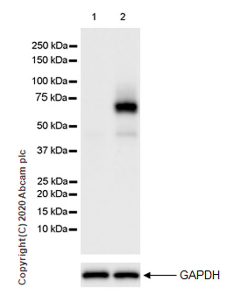 Western blot - Anti-IRF7 antibody [EPR23509-21] (AB238137)